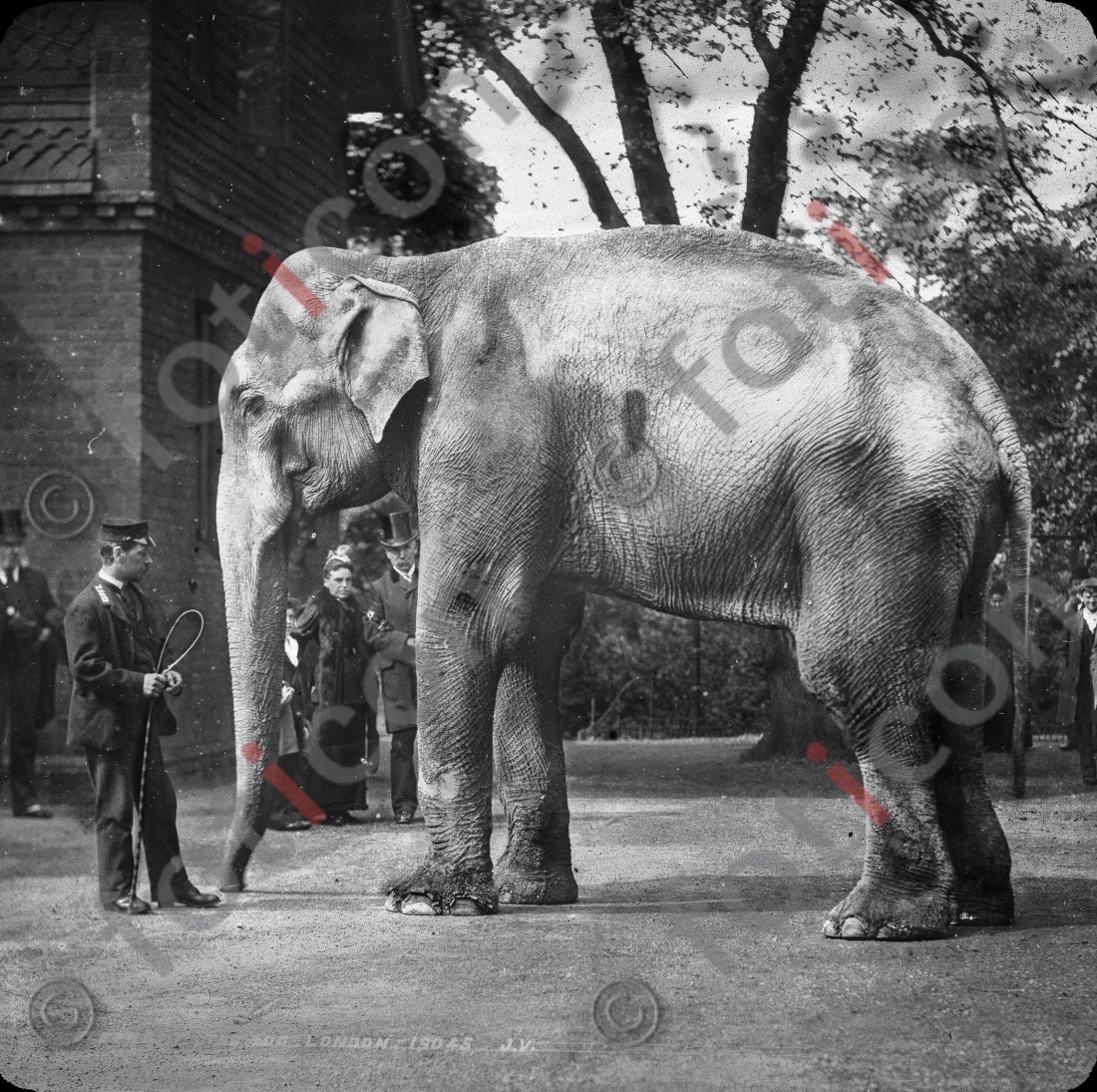 Elefant | Elephant - Foto foticon-simon-167-014-sw.jpg | foticon.de - Bilddatenbank für Motive aus Geschichte und Kultur
